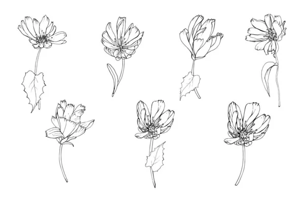 Набор Ручной Работы Очертания Цикорий Цветы Изолированы Белом Фоне Вектор — стоковый вектор
