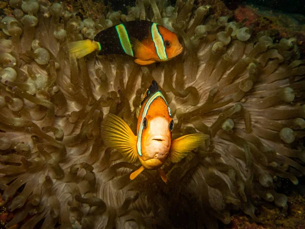 Clownfish Clark Enemonefish Its Home Stinging Sea Anemone — Stock Photo, Image