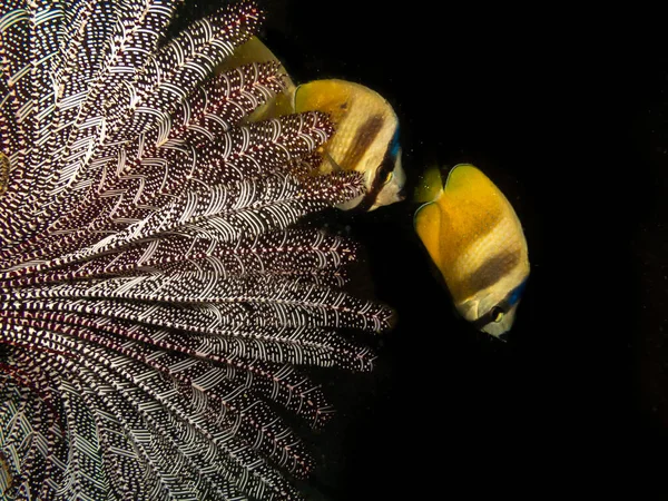 Pesce Farfalla Klein Chaetodon Kleinii Con Ventaglio Mare Una Barriera — Foto Stock