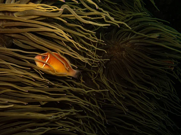 Skunk Clownfish Amphiprion Perideraionat Its Beautiful Sea Anemone Home Puerto — Stock Photo, Image