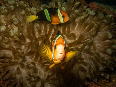Palyaço balığı (Clark 'ın anemonbalığı) Filipinler' deki bir Puerto Galera resifindeki iğneli deniz şakayığında. Bu resifler çok sağlıklı ve hayat dolu.