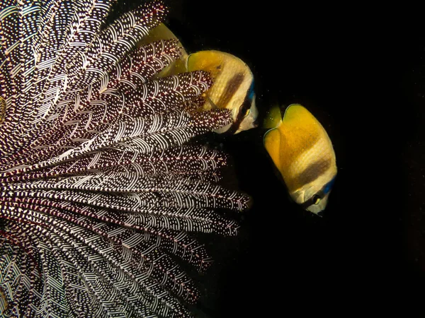 클라인의 버터플라이 Chaetodon Kleinii 필리핀의 푸에르토 갈레라 산호초에 부채를 가지고 — 스톡 사진