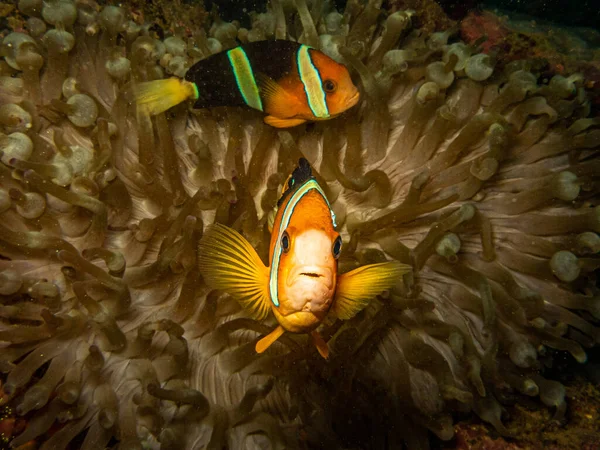 Palyaço balığı (Clark 'ın anemonbalığı) Filipinler' deki bir Puerto Galera resifindeki iğneli deniz şakayığında. Bu resifler çok sağlıklı ve hayat dolu.