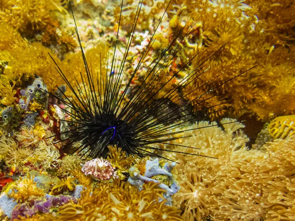 Reticulated Chromodoris Goniobranchus Reticulatus Beautiful Black Diadema Sea Urchin Diadema — Stock Photo, Image