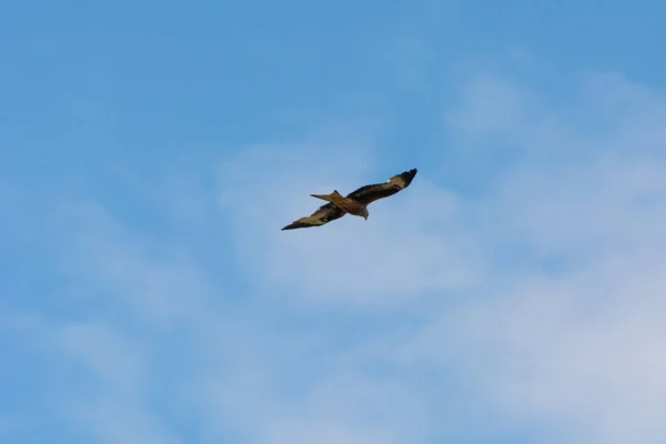 A red kite (Milvus milvus) with a bright blue sky as background. The red kite is a bird of prey in the family Accipitridae. Picture from Scania, southern Sweden