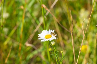 Çiçekten nektar emen bir arı.