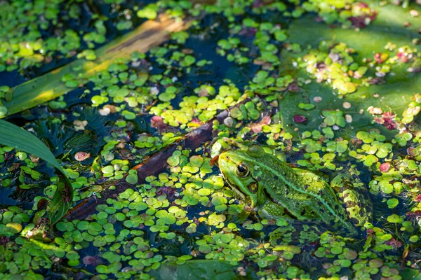 Yeşil, yenilebilir bir kurbağa, Pelophylax kl. Nilüfer yaprağında esculentus. Ortak Avrupa kurbağası, yaygın su kurbağası ya da yeşil kurbağa