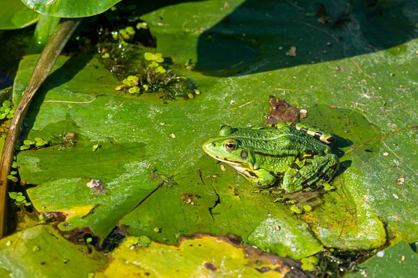 一种绿色的食用青蛙，叶绿素。在睡莲叶上的蒲公英。普通欧洲青蛙、普通水蛙或绿色青蛙 — 图库照片