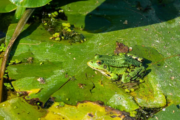 Yeşil, yenilebilir bir kurbağa, Pelophylax kl. Nilüfer yaprağında esculentus. Ortak Avrupa kurbağası, yaygın su kurbağası ya da yeşil kurbağa