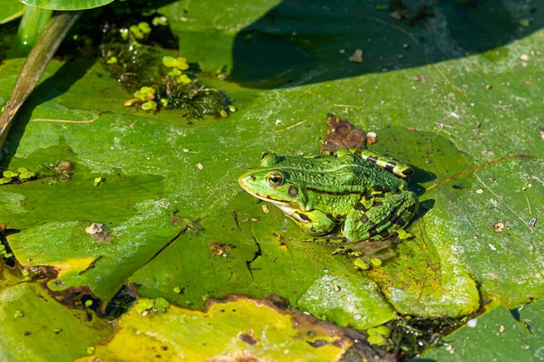 Una rana verde comestible, Pelophylax kl. esculentus en una hoja de lirio de agua. Rana común europea, rana común de agua o rana verde — Foto de Stock