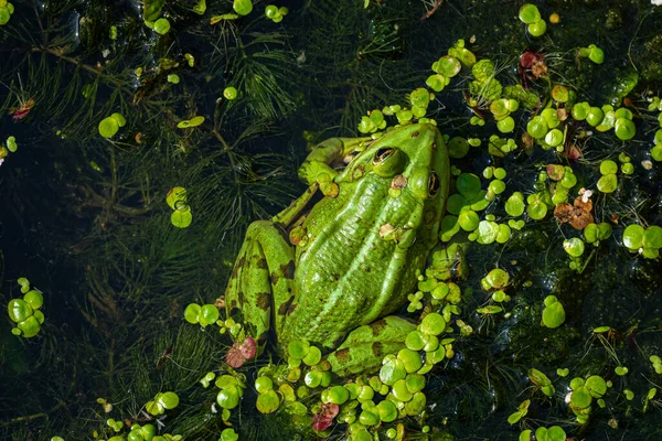 緑の食用カエル、 Pelophylax kl.睡蓮の葉の上のエスクァレンタス。一般的なヨーロッパのカエル、一般的な水カエルや緑のカエル — ストック写真