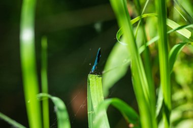 Yeşil yapraklı bir Dragonfly 'ın yakın plan fotoğrafı. Güzel bayan, Calopteryx Başak. Tüm yeşil arkaplan