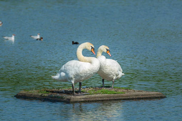 Un cisne mudo romántico, Cygnus olor, pareja. Fondo de agua azul —  Fotos de Stock