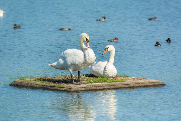 Un cisne mudo romántico, Cygnus olor, pareja. Fondo de agua azul —  Fotos de Stock