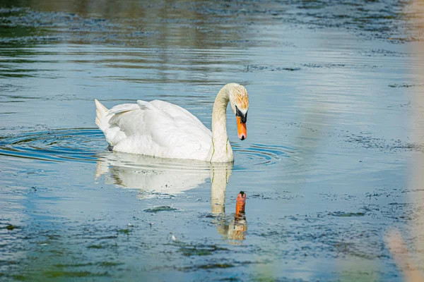 Um cisne mudo, Cygnus olor, e seu reflexo na água. Fundo de água azul — Fotografia de Stock