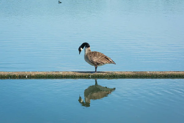 Ganso de Canadá, Branta canadensis. Un gran pato como un pájaro. Reflejo en el agua. Fondo de agua azul —  Fotos de Stock