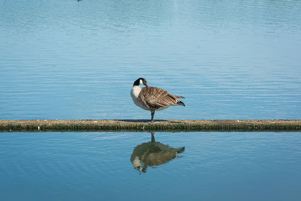 Ganso de Canadá, Branta canadensis. Un gran pato como un pájaro. Reflejo en el agua. Fondo de agua azul —  Fotos de Stock