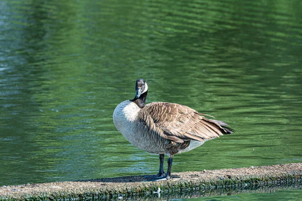 Ganso de Canadá, Branta canadensis. Un gran pato como un pájaro. Fondo de agua verde —  Fotos de Stock