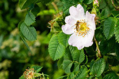 Hoverfly, Allograpta obque, beyaz bir çiçekte, uçan sineklerin diğer yaygın isimleri frengili sinekler, çiçek sinekleri, drone sinekleri