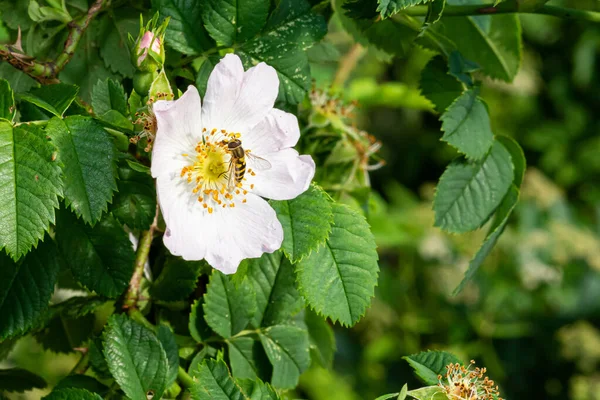 Hoverfly, Allograpta oblique, on a white flower, other common names for Hoverflies are syrphid flies, flower flies, drone flies — Stock Photo, Image