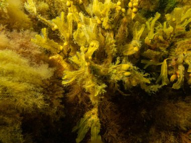 Fucus vesiculosus, bilinen adıyla sidik torbası, siyah tang, kaya yosunu, mesane siken, deniz meşesi, ot kesen, boyacı siken, kızıl siken ve taş kıran.