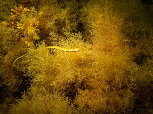 Een gele Straight-nose pipefish, Nerophis ophidion, in geel zeewier bij On, Limhamn, Malmö, Zweden — Stockfoto
