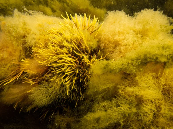 Здорове морське життя в Ересунді. Холодна скандинавська вода. Жовті водорості — стокове фото