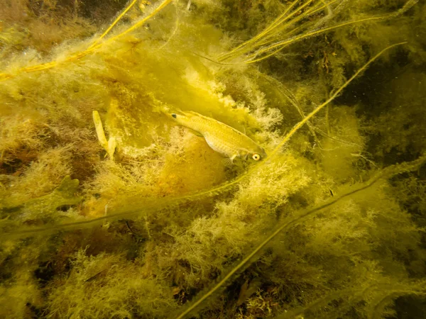 Een kleine gele vis verstopt zich in geel zeewier. Foto van een duik in Oresund, Malmö, Zweden. — Stockfoto