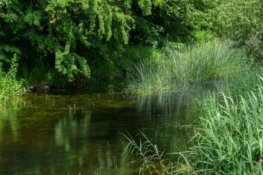 Güzel nehir yemyeşil bir alanda yüzüyor. Ağaçlardan yansımalar. Tüm yeşil resim.