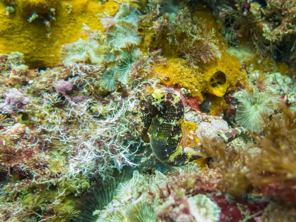 A green and yellow Seahorse at a colorful tropical coral reef in Gato Island, Malapascua, Philippines — Stock Photo, Image