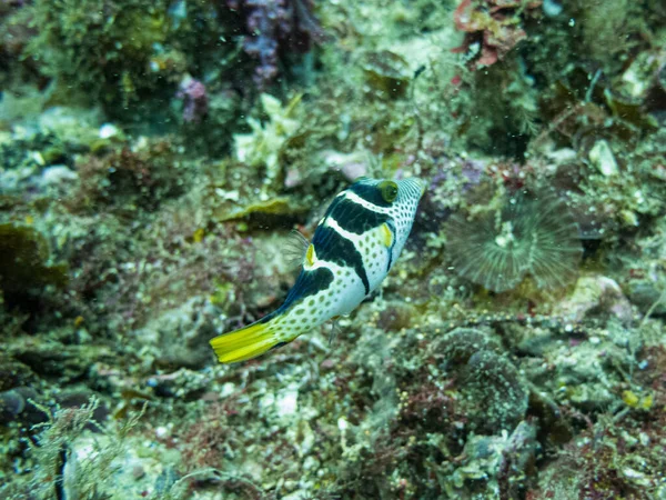 Valentins sharpnose puffer, Canthigaster valentini, também conhecido como o puffer selado ou toby selado preto em um recife de coral tropical em Malapascua, Filipinas . — Fotografia de Stock