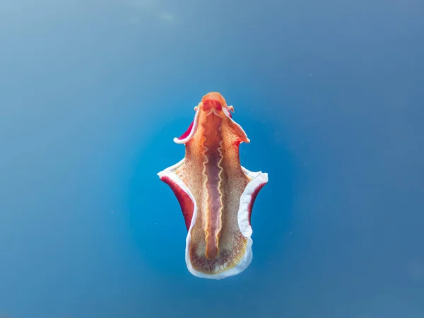 İspanyol dansçı, Hexabranchus sanguineus, mavi su arka planında izole edilmiş. İspanyol dansçı dorid bir çıplaktır. Çok büyük ve renkli bir deniz salyangozu. Bir deniz yumuşakçası. 
