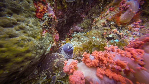 Маленький морейський вугор з блакитною головою на прекрасному тропічному кораловому рифі на острові Гато (Малапаска, Філіппіни). Ці коралові рифи такі здорові й кишать життям. — стокове фото