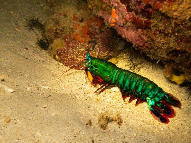 Tavuskuşu peygamber devesi karidesi, Odontodactylus scyllarus, palyaço, boyanmış, palyaço, ya da Filipinler 'deki Puerto Galera resifinde gökkuşağı peygamber devesi karidesi