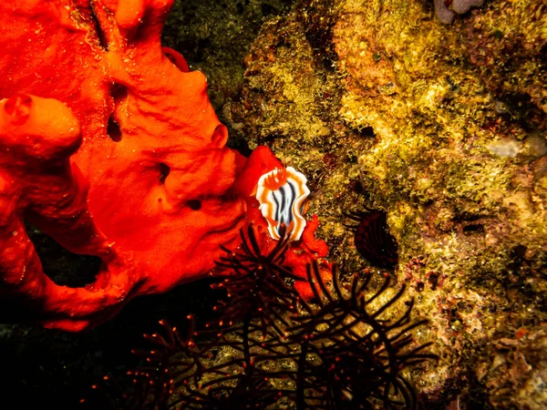 Arancione a strisce, bianco e nero nudibranca Chromodoris magnifica in una barriera corallina di Puerto Galera nelle Filippine — Foto Stock