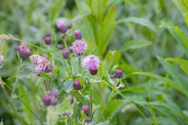 Güzel menekşe yaban arısı ile yaban arısı. Fotoğraf: İskandinav, Güney İsveç