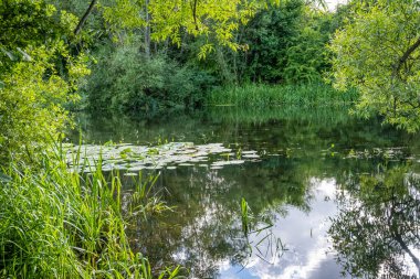 Güzel nehir yemyeşil bir alanda yüzüyor. Ağaçlardan yansımalar