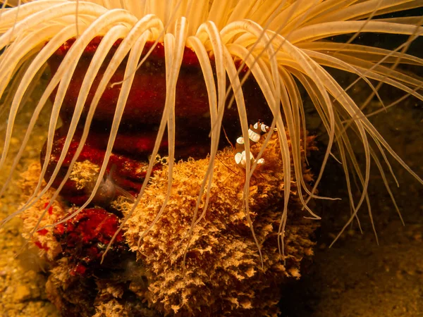 Sexy Shrimp, Thor amboinensis, or squat shrimp at a Puerto Galera reef in the Philippines — Stock Photo, Image