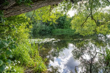 Güzel nehir yemyeşil bir alanda yüzüyor. Ağaçlardan yansımalar