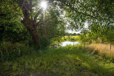 Güzel nehir yemyeşil bir alanda yüzüyor. Ağaçlardan yansımalar. Arka plan fotoğrafı