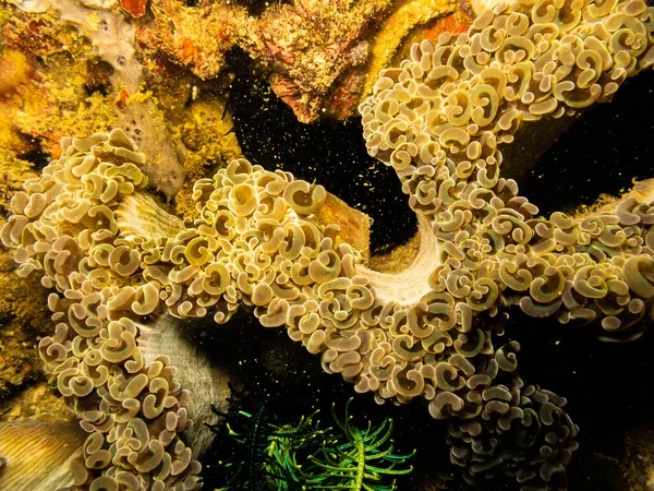 Amazingly beautiful coral at a Puerto Galera reef in the Philippines — Stock Photo, Image