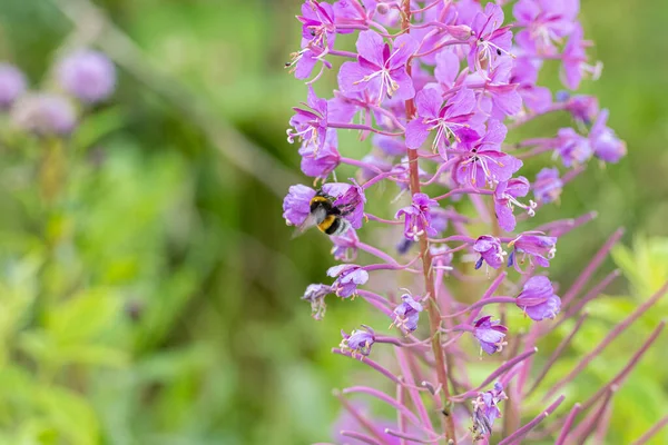 Beautiful violet wild flower with a bumblebee. Picture from Scania, southern Sweden — Stock Photo, Image