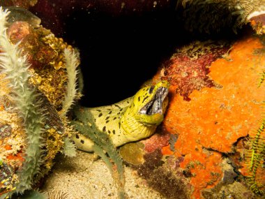 Filipinler 'deki Puerto Galera tropikal mercan resifinde dalgalanmamış Moray yılan balığı, Gymnothorax undulatus. Bu resifler olağanüstü bir biyolojik çeşitliliğe sahiptir ve mercan üçgeninin merkezindedir.