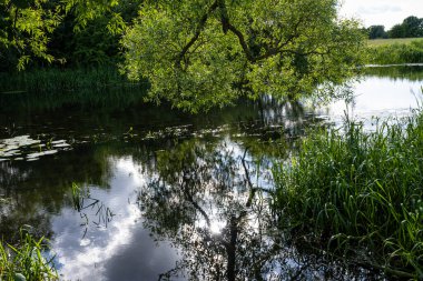 Güzel nehir yemyeşil bir alanda yüzüyor. Ağaçlardan yansımalar