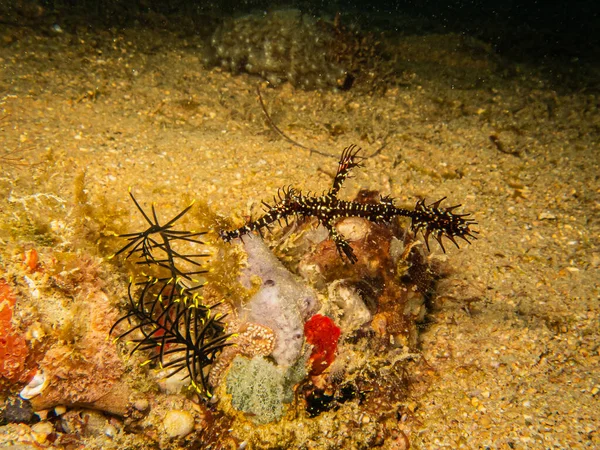 Ornate ghost pipefish or harlequin ghost pipefish, Solenostomus paradoxus at a Puerto Galera tropical coral reef in the Philippines. Outstanding biodiversity, the center of the coral triangle — Stock Photo, Image