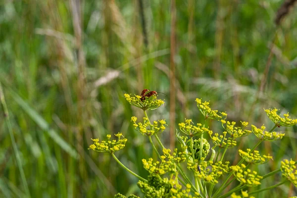 Detailní obrázek dvou drobných červených hmyzu na žlutých divokých květinách. Zelené rozmazané pozadí. Obrázek ze Scania v jižním Švédsku — Stock fotografie