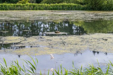 Göldeki balıkçıl kuşu. Sudaki yansımalar. Arkaplanda yeşil çalılar