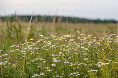 Yaygın papatya ya da çayırdaki Bellis Perennis. Yeşil bulanık arka planı olan yabani otlar. Fotoğraf İsveç 'in güneyindeki İskandinavya' dan.