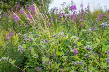 Güzel menekşe yaban arısı ile yaban arısı. Fotoğraf: İskandinav, Güney İsveç