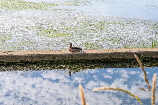 Un pato en una estructura de hormigón en un lago. Reflejos del cielo en el agua . —  Fotos de Stock